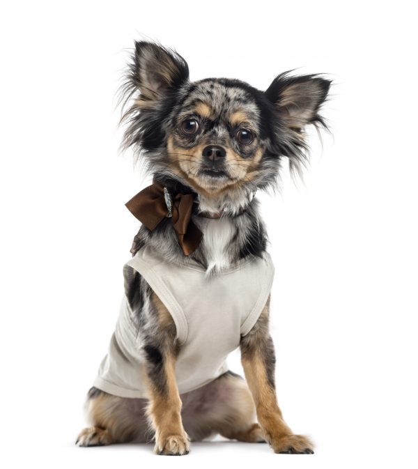 chihuahua isolated on white PKRTZMN scaled