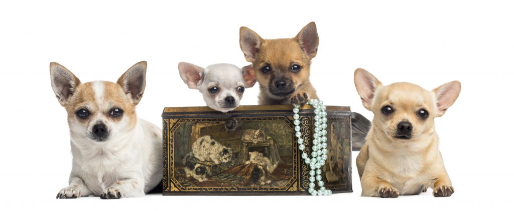 group of chihuahuas in a vintage box isolated on w PB3BV9S