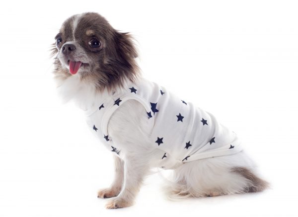 puppy chihuahua with tshirt PLFS24A scaled